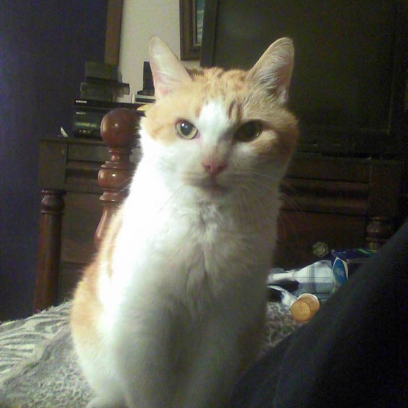 Meet your Posher, Sara - Picture 1 of 1